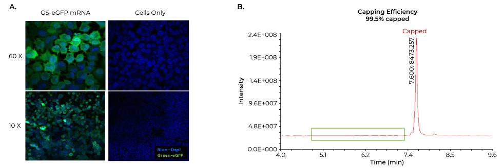 Expression of eGFP mRNA in A549 cells Expression of eGFP mRNA in A549 cells