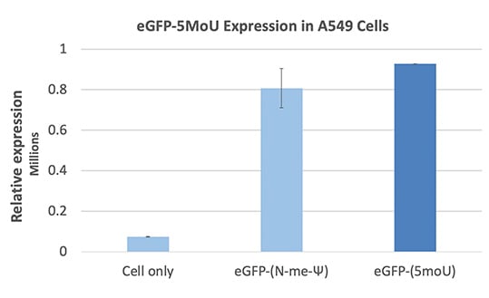 eGFP-5MoU expression in A549 cells