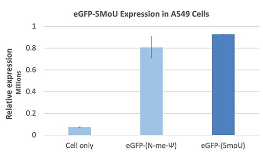 eGFP-5MoU expression in A549 cells eGFP-5MoU expression in A549 cells