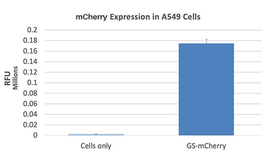Expression of mCherry mRNA in A549 cells