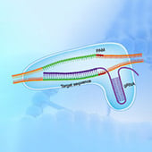 GenCRISPR gRNA Design Tool