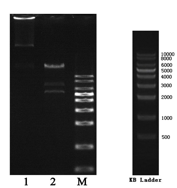 Fig. 3 Plasmid gel electrophoresis (lane 1) and digested products by SalI (lane 2) Fig. 3 Plasmid gel electrophoresis (lane 1) and digested products by SalI (lane 2)