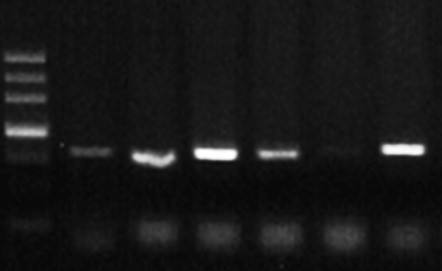 Fig. 2 Colony screening