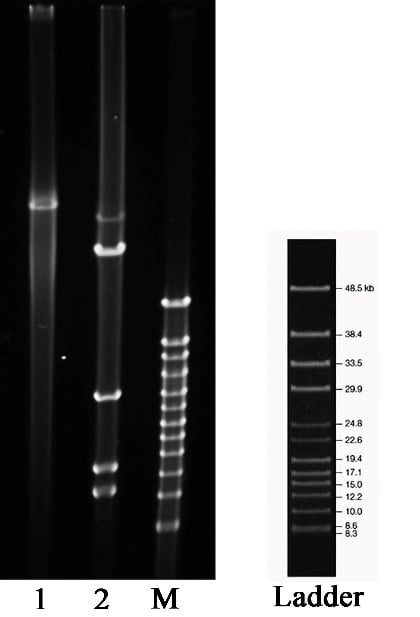 Fig. 3 Plasmid gel electrophoresis (lane 1) and digested products by AvrII (lane 2)