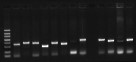 Fig. 2 Colony screening