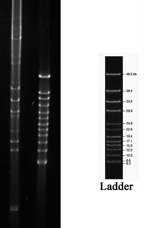 Fig. 3 Plasmid was digested by AvrII
