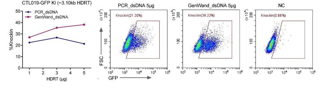 GFP KI using electroporation with PCR and GenWand™ dsDNA