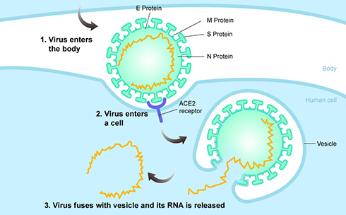 Virus entering the body