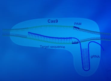 CRISPR gRNA Plasmids