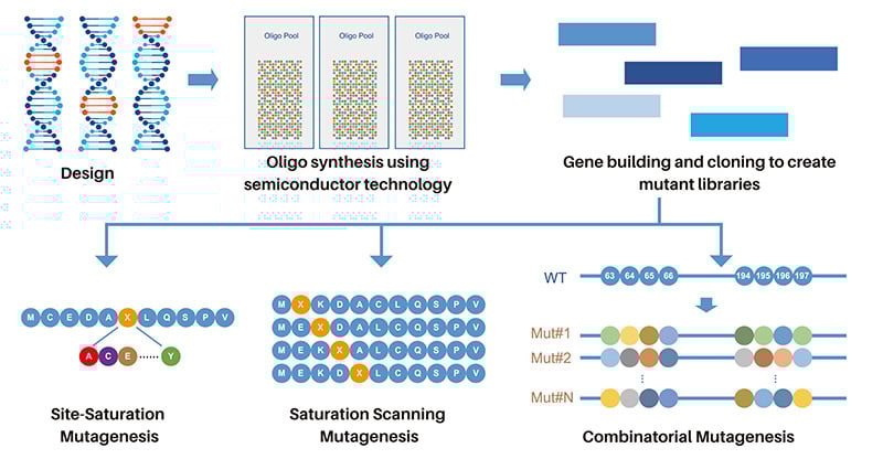 Library assembly is powered by our expertise in de novo gene synthesis and advanced semiconductor technology Library assembly is powered by our expertise in de novo gene synthesis and advanced semiconductor technology