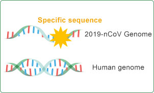 Specific Sequence in Virus Genome