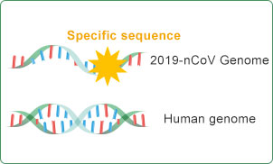 Specific Sequence in Virus Genome Specific Sequence in Virus Genome