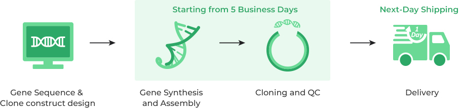 Workflow of Fast Gene Synthesis Service