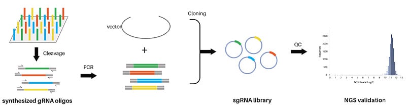CRISPR gRNA library