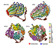 a functional single chromosome yeast