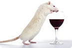 Alcoholism, addiction, neural pathways, amygdala neurons