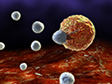 killer T cells