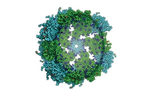 synthetic nucleocapsids picture