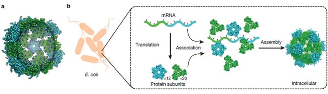 protein design for a synthetic nucleocapsid