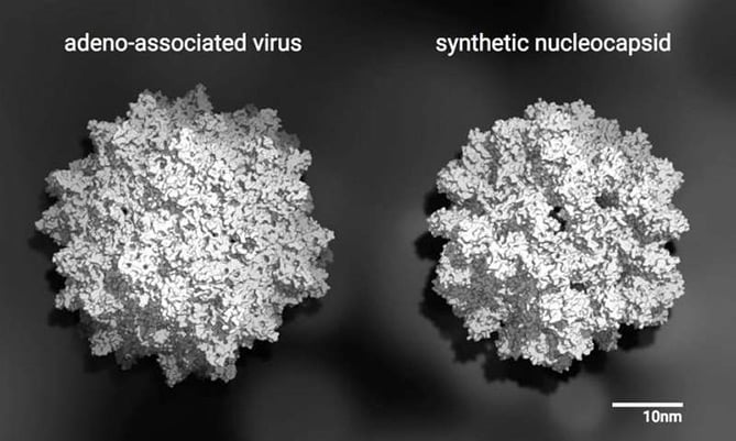 natural virus vs. computer-generated capsid