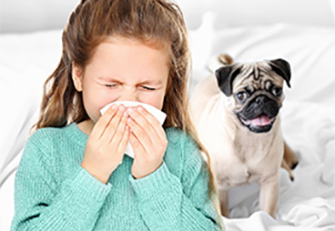 A new approach for treating your allergies to dogs or cats