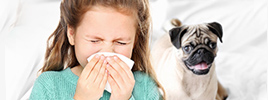 A new approach for treating your allergies to dogs or cats