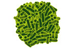 bacteria, electrogenic, renewable energy, self-sustaining energy, wastewater treatment, electrode