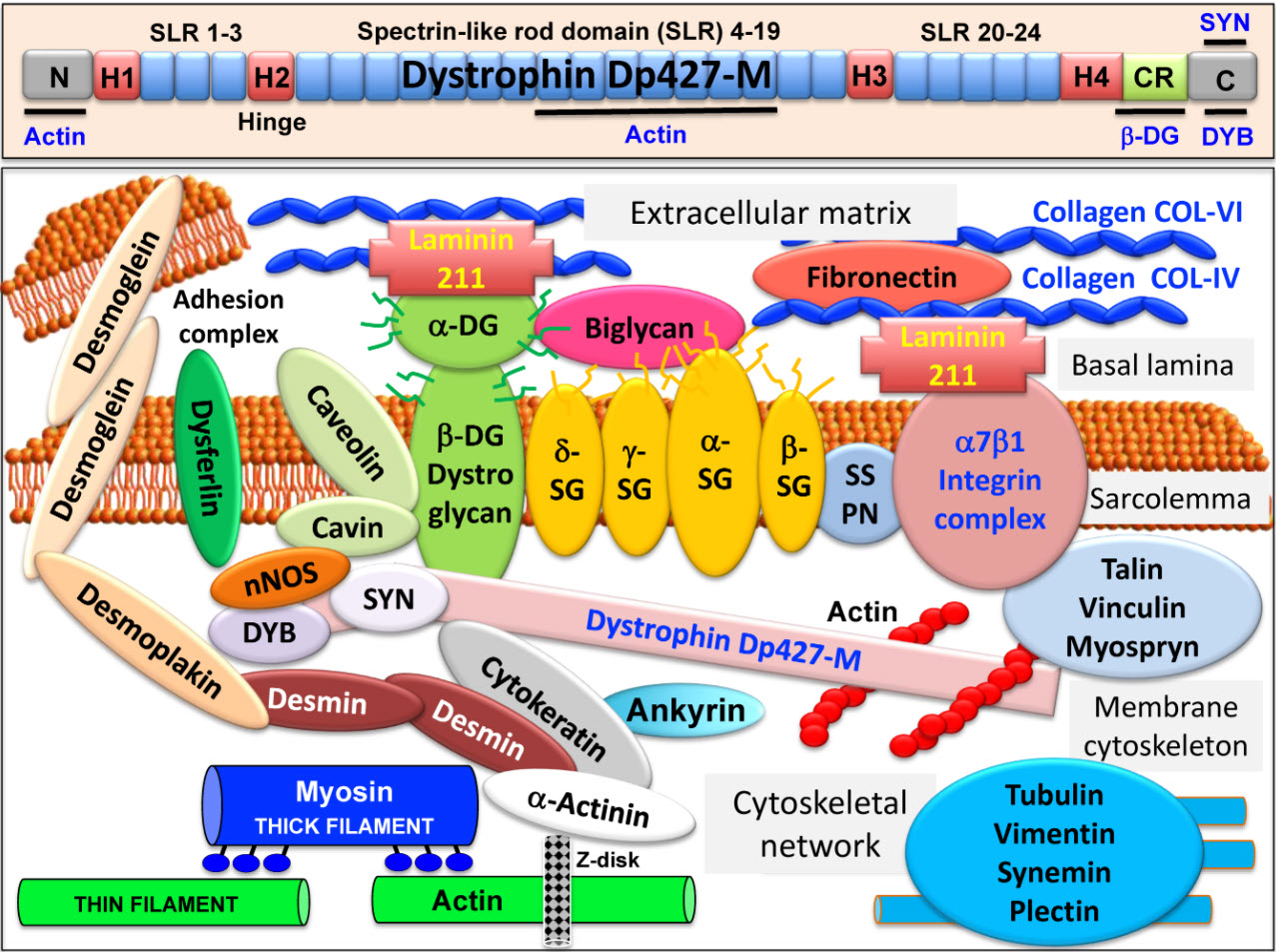 Dystrophin Complexome