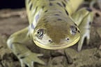 : reproduction, kleptogenesis, evolution, salamander, ambystoma, genetics, offspring