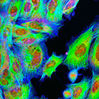 mammalian cells, cell programming, genetic circuits, DNA recombinases, DNA excision