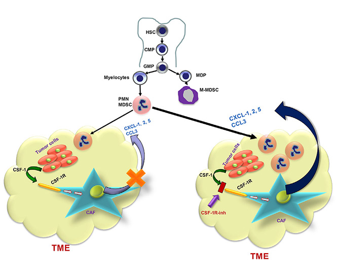 Alteration of Tumor Microenvironment