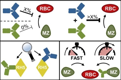 Graphical depiction evaluate malaria vaccine design