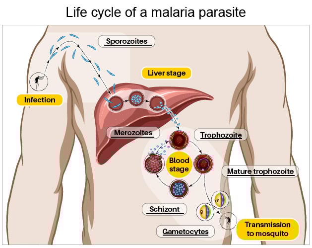 how P. falciparum infection causes malaria in the human body