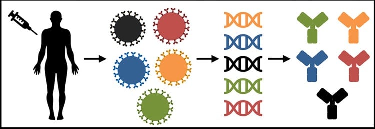 mAbs immunized with a PfRH5-based vaccine