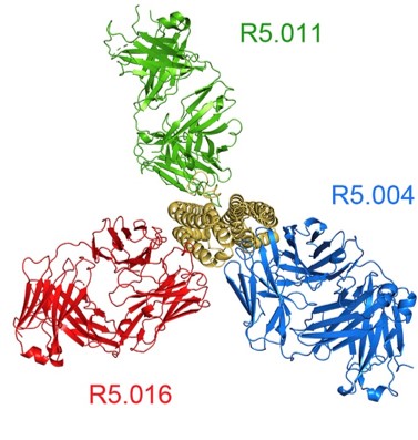 novel non-neutralizing antibody