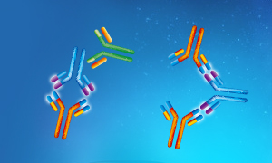 Anti-idiotype Antibody Services