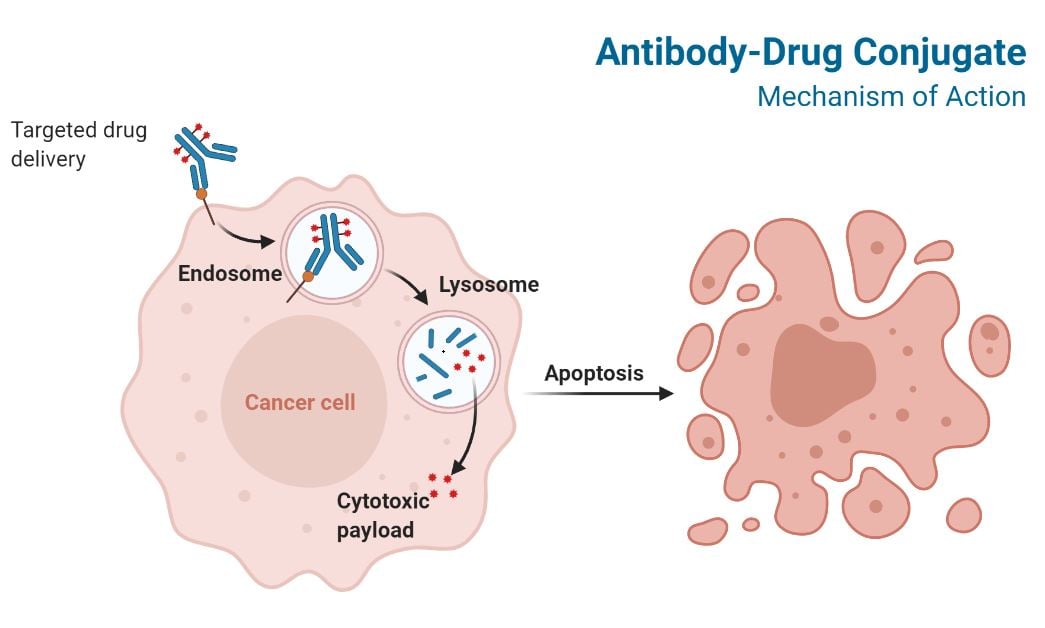 Antibody-Drug Conjugate Mechanism of Action
