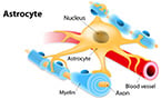MRSA, aureus, SOD, immune defense, bacterial immunity, infectious bacteria