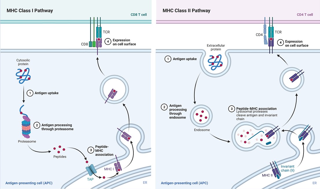 MHC Class I and II Antigen Presentation Pathways