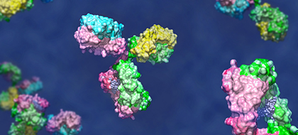 Exploring the Versatility of Bispecific Antibodies in Targeted Therapeutics | GenScript