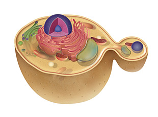Engineered Yeast Picture