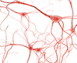 rosehip neurons