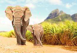 elephant picture