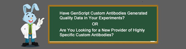 GenScript's Antibody Services Applications