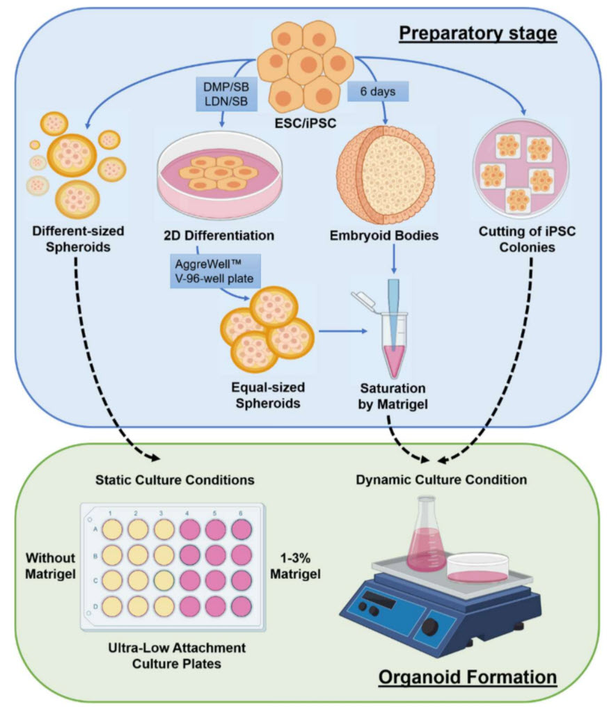 Basic strategies to produce cerebral organoids from PSCs
