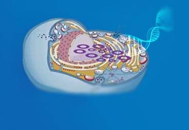 Combinatorial vs Sequential Optimization for Metabolic Pathway Engineering, What Are The Advantages?