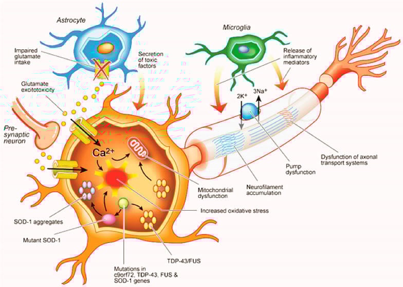 Molecular mechanisms in ALS