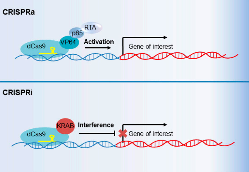 CRISPR activation (CRISPRa) and CRISPR interference (CRISPRi)