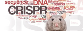 CRISPR Technology Used to Restore Muscle Function in Mice
