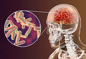 Evidence for Enduring Neurogenesis in Adult Brains